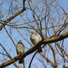 木にとまる鳩