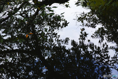 水面に映る葉と雲と青空