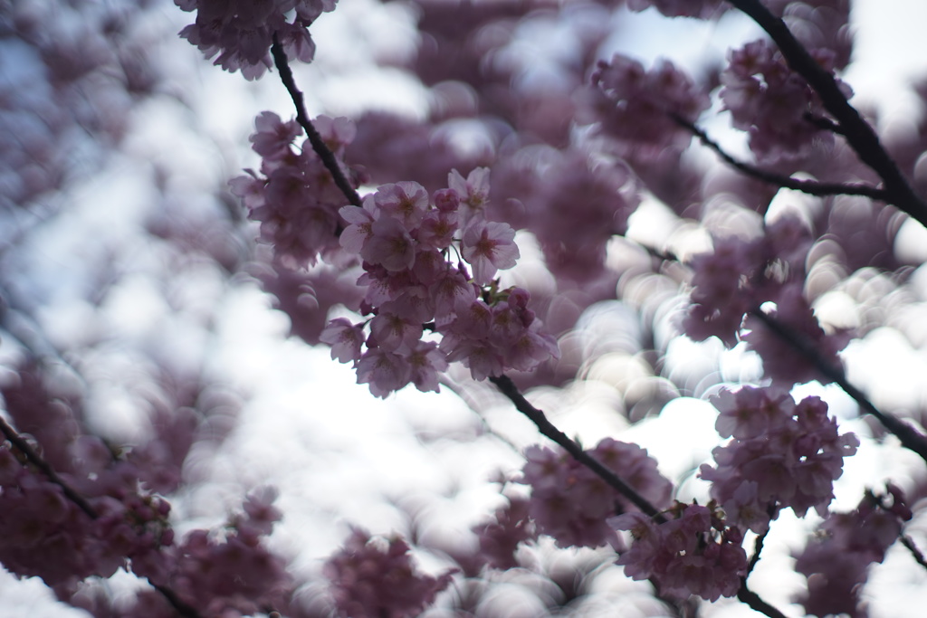 泡玉と桜