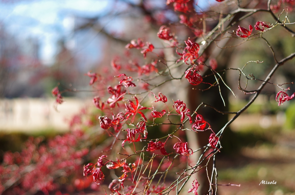 紅葉