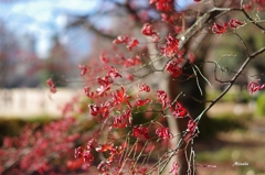 紅葉