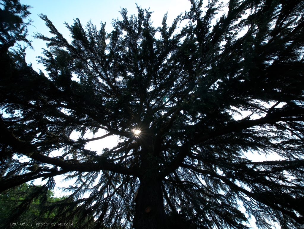 針葉樹の下から