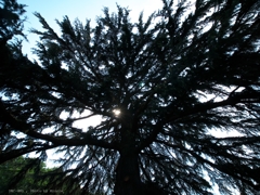 針葉樹の下から