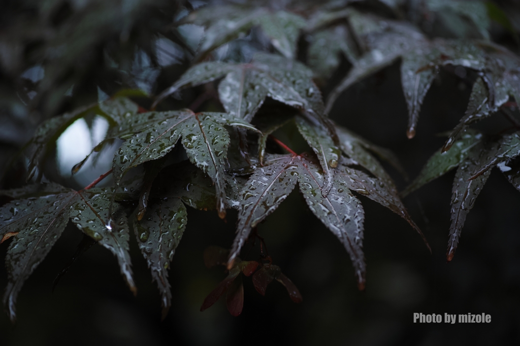 雨の日散歩