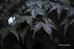 雨の日散歩