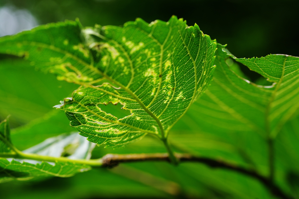 虫食いの葉