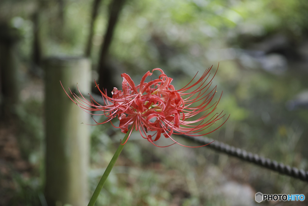 彼岸花