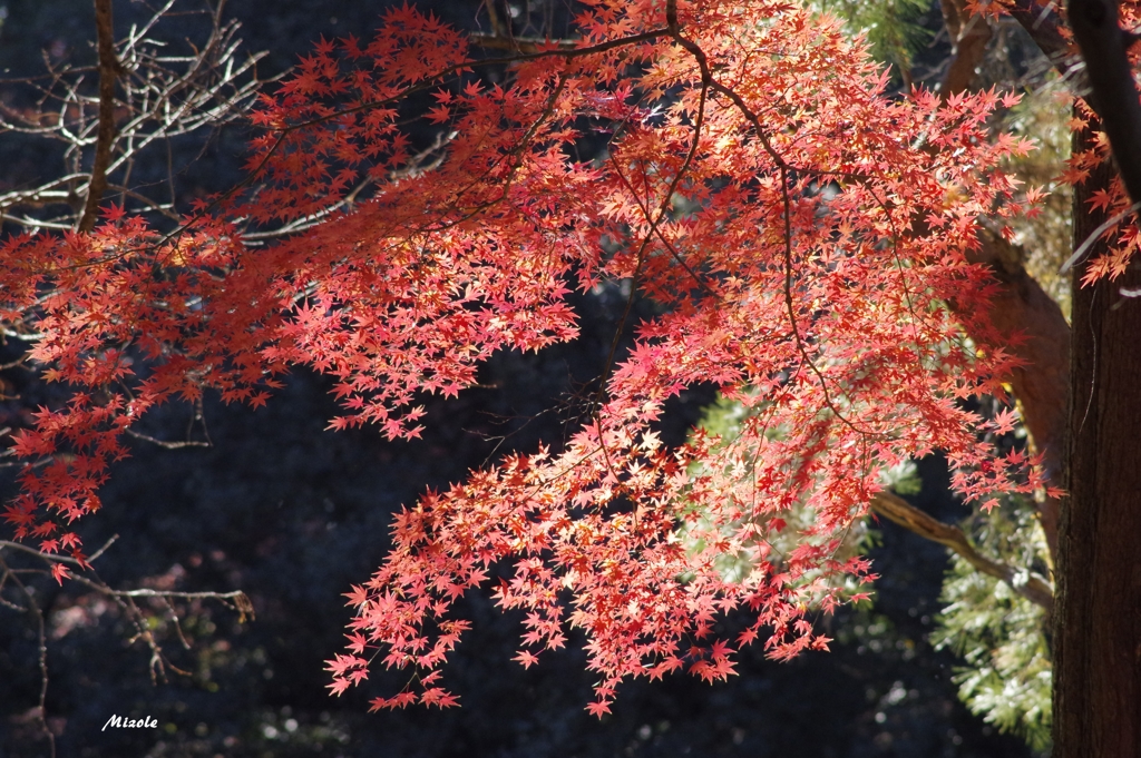 紅葉５