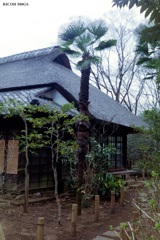 日本家屋と南国植物