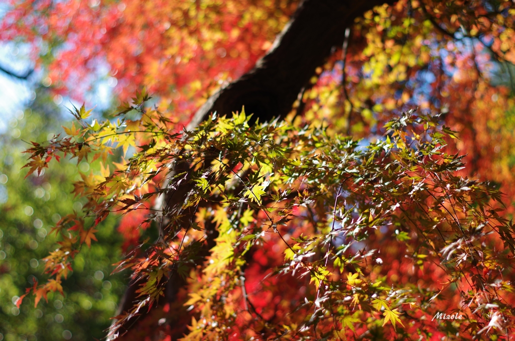 紅く色付き始めた葉