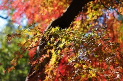 紅く色付き始めた葉