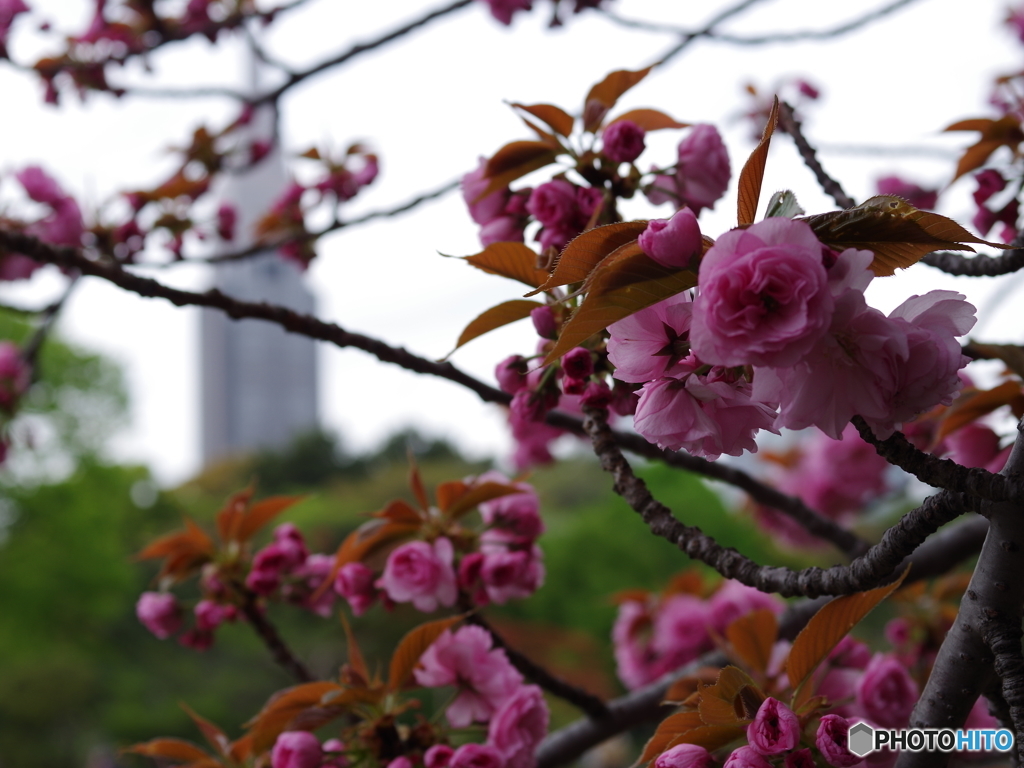 関山（八重桜）