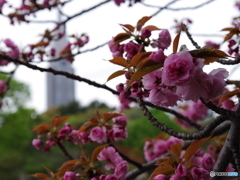 関山（八重桜）