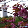 関山（八重桜）