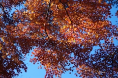 紅葉　木漏れ日の光と影