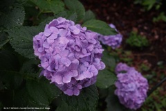 紫の紫陽花