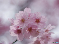 桜のひと時3