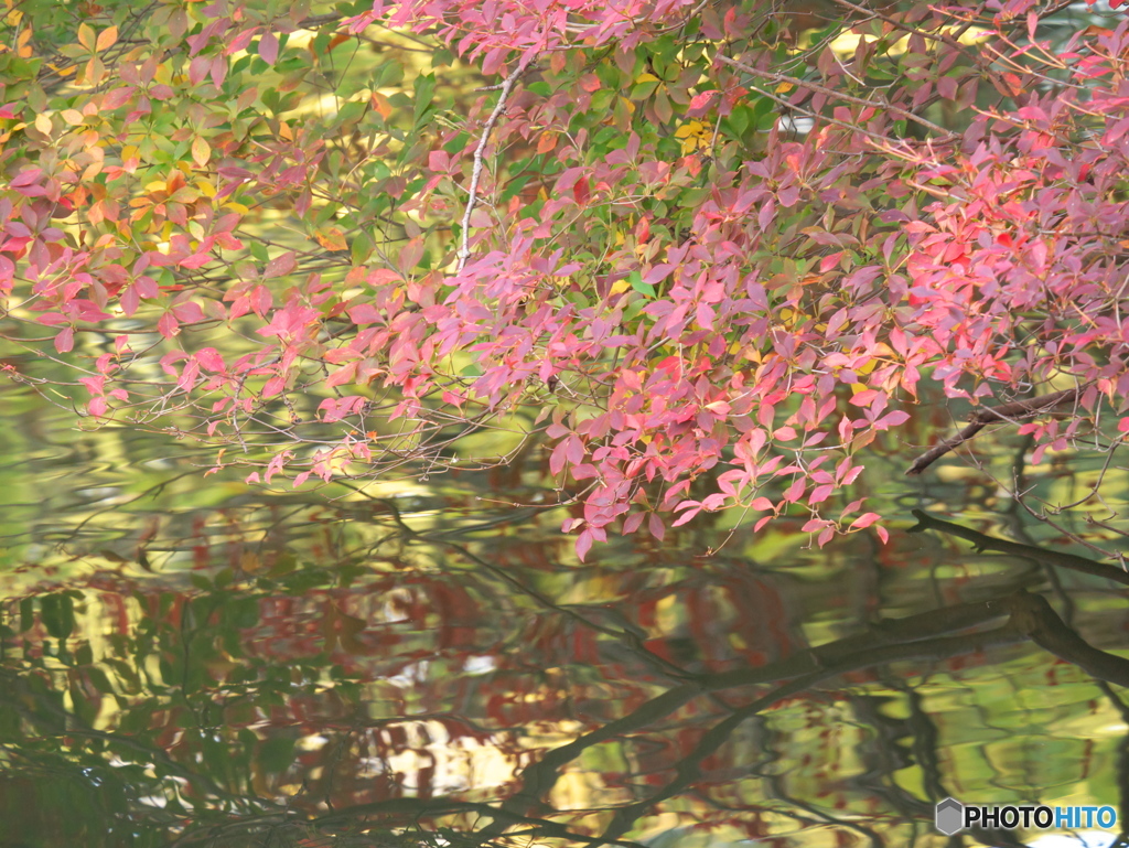 紅葉、池