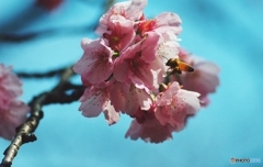 Bee working