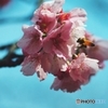 Bee working