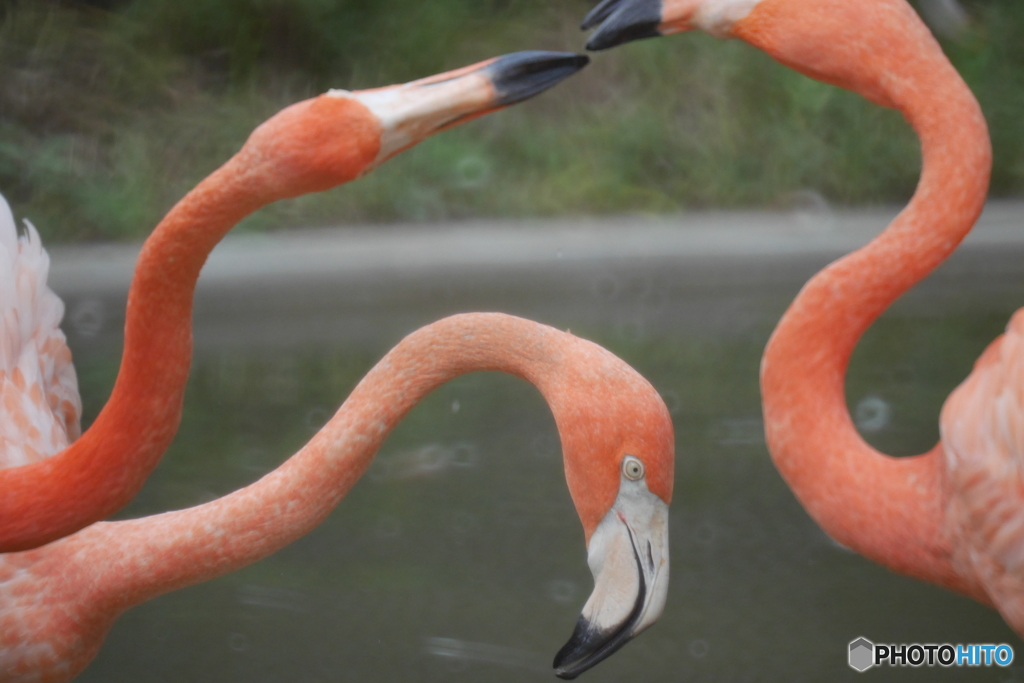 フラミンゴ