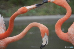 フラミンゴ