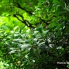 雨の森