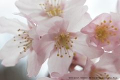 桜（F5.6)