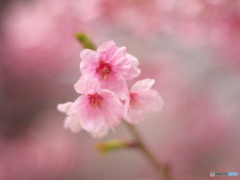 桜のひと時2