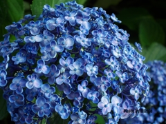 アジサイ・・・？