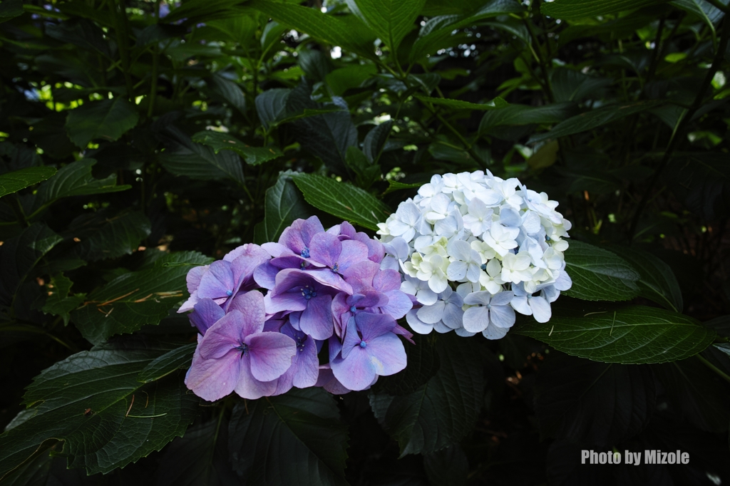 紫と白の紫陽花