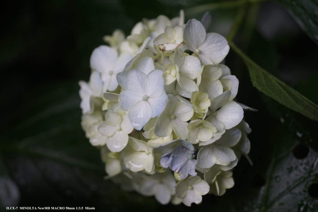 白い紫陽花