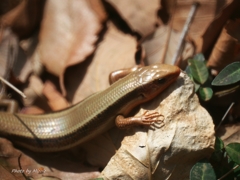 枯葉の上で日向ぼっこ