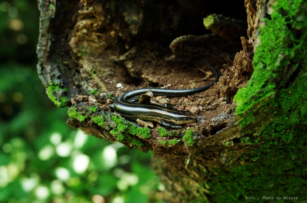 トカゲの再撮影会