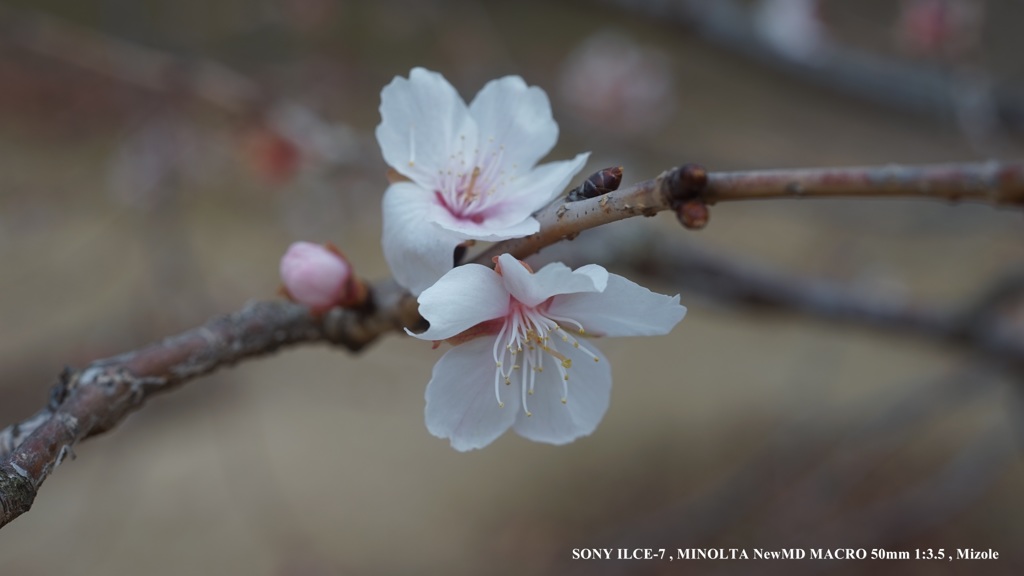 冬桜