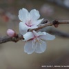 冬桜