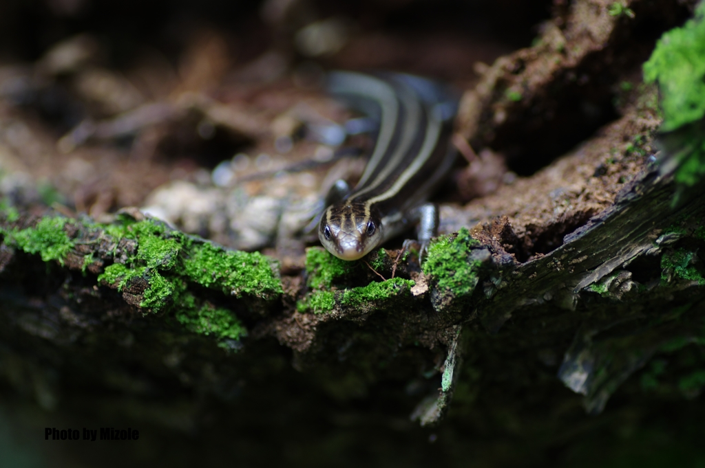 トカゲの撮影会