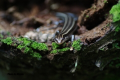 トカゲの撮影会