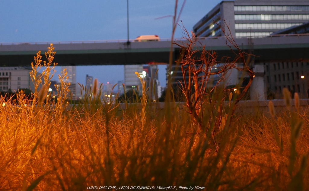 大阪中之島散歩０４くろっぷ