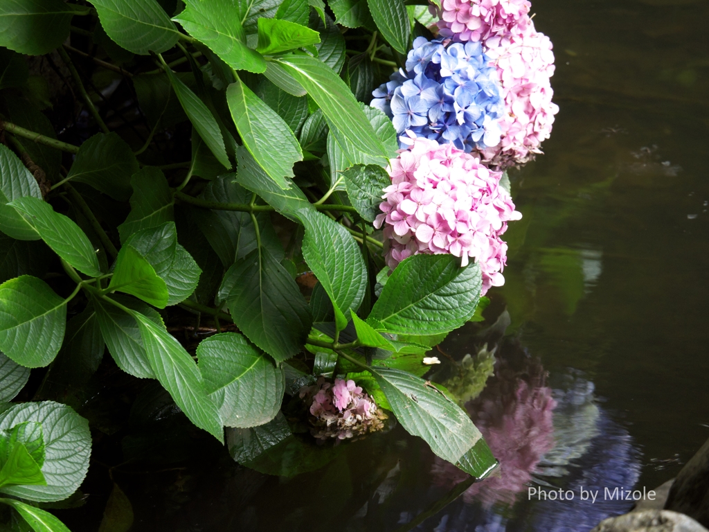 池に沈む紫陽花
