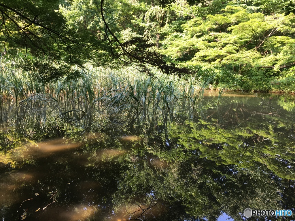 夏の池