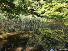 夏の池
