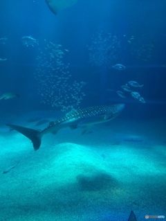 海遊館のジンベエザメ