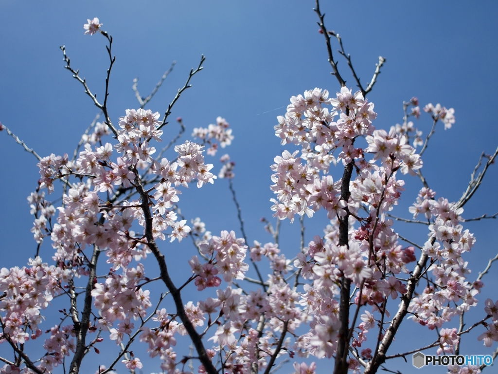 空と桜