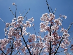 空と桜