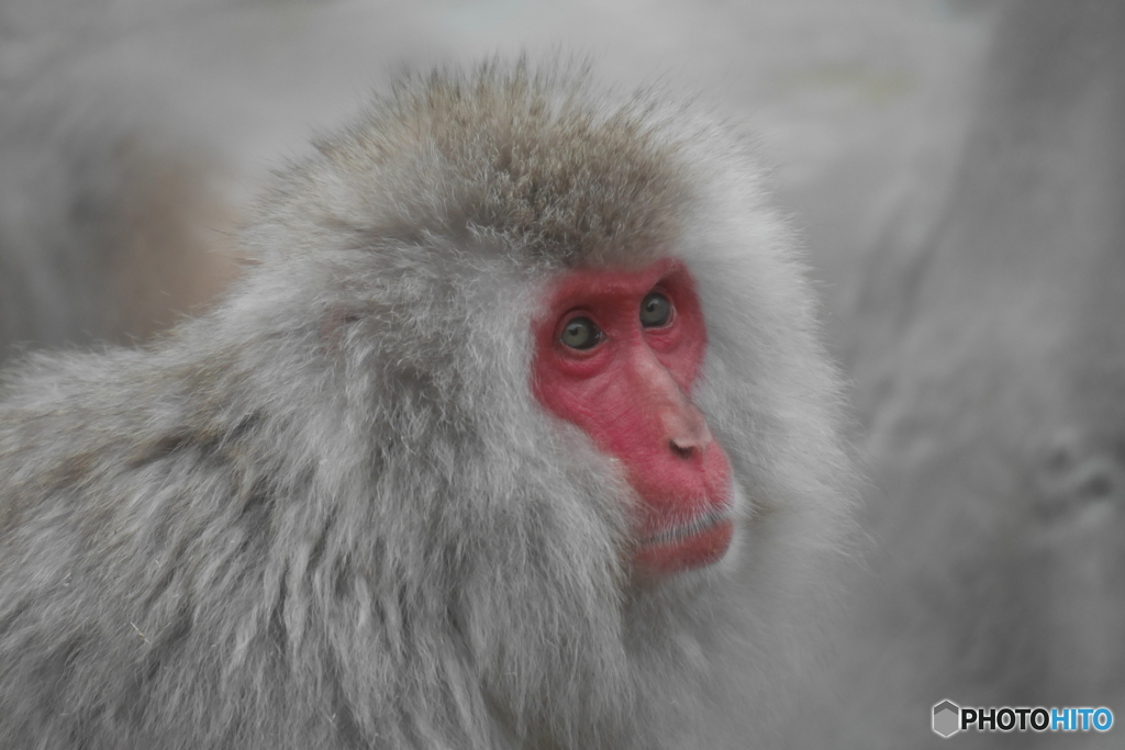 上野動物園の猿