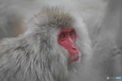 上野動物園の猿