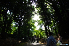 木漏れ日の散歩道