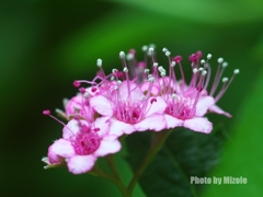 夢で見たようなハナ