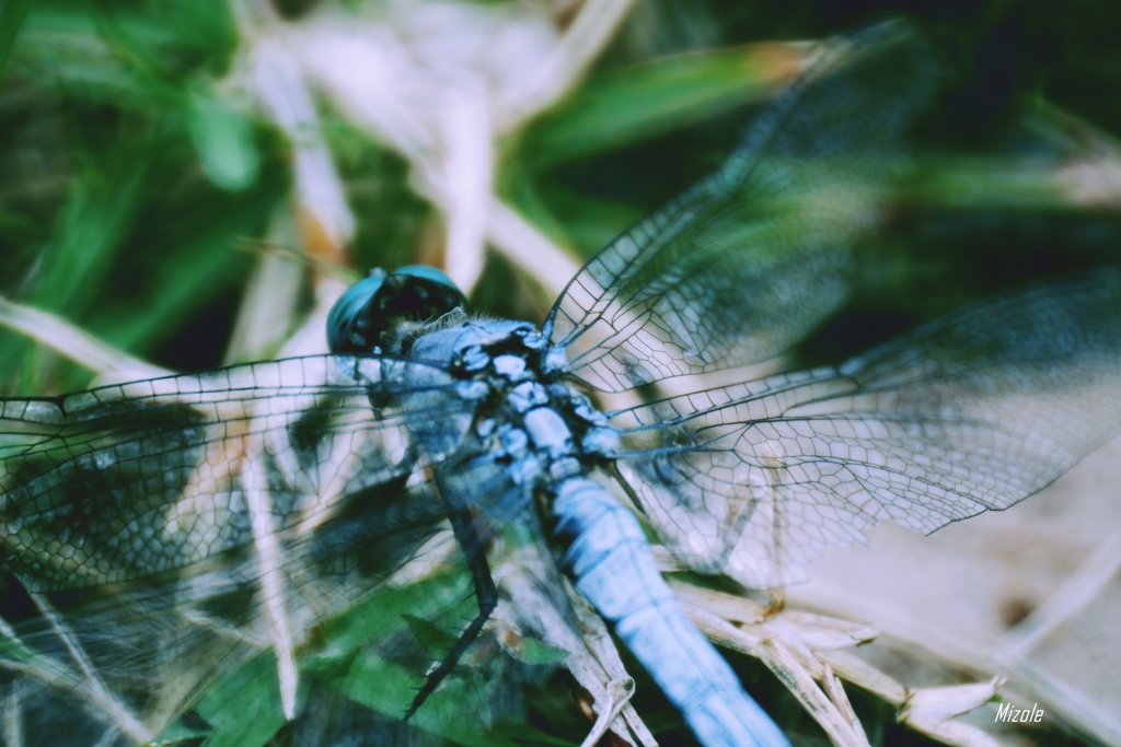 Dragonfly